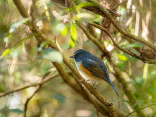 深い藪の奥で静かに枝に留まっているルリビタキの雄