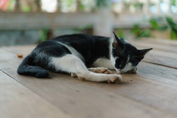 cat sleep on bamboo bench
