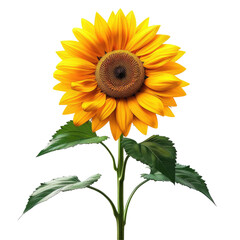 Obraz premium sunflower with yellow petals and green leaves on a isolated background