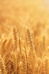 golden wheat field. Ears of golden wheat close up.