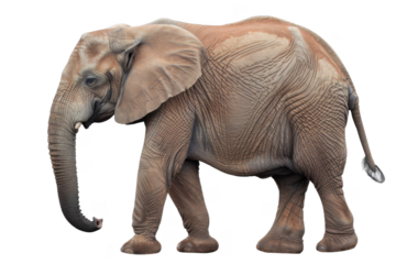 Elephant, isolated on solid white background, PNG di-cut style, realistic photo style, object as model