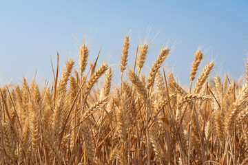 golden wheat field. Ears of golden wheat close up.