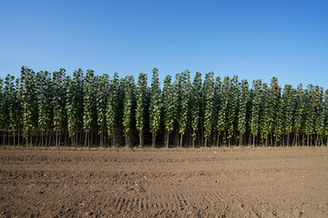 Fast growing poplar seedlings in the fields, North China