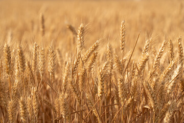 golden wheat field. Ears of golden wheat close up.