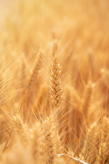 golden wheat field. Ears of golden wheat close up.
