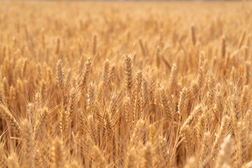 golden wheat field. Ears of golden wheat close up.