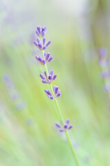 Obraz premium ラベンダーの花