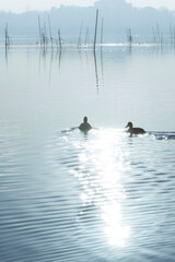 印旛沼を泳ぐカモ