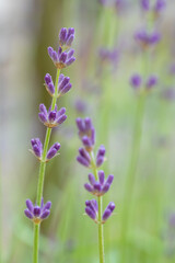 Naklejka premium ラベンダーの花