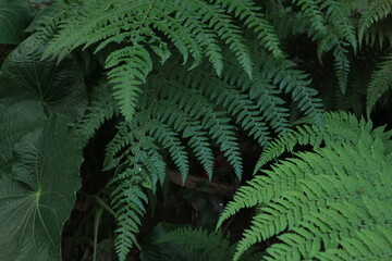 Beautiful fern leaves green foliage in the forest, Close up of beautiful growing ferns in the forest