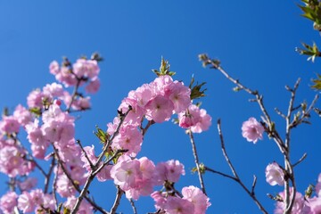 青空バックに見上げる満開のピンクの桜