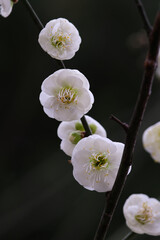 White plum tree blossom in late winter