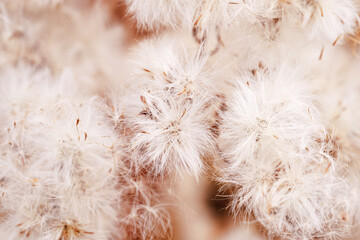 Nature botanical aesthetic background, close up texture fluffy seeds of field flowers, tender soft autumn season scene, warm toned pastel color, macro trend photo.  Environment textured fon