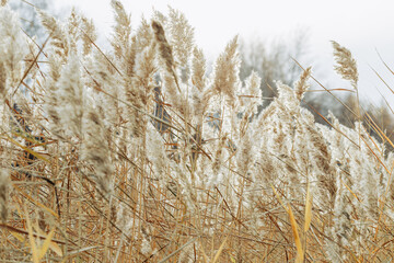 Fototapeta premium Beige wild grass and blue sky as Natural textured pattern, contour light, organic design blur background, soft pastel color. Aesthetic nature scenery, minimal autumn seasonal ornament patterns