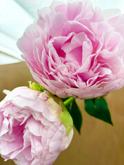 ピンクの芍薬の切花
