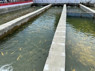 Breeding golden trout fish in hatchery in Madyan, Swat, Khyber Pakhtunkhwa Pakistan.