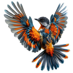 Obraz premium amazing thunderbird in flight with blue and orange feathers, black head, and black beak