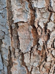 Close up bark of a tree background texture pattern, old maple wood trunk as background