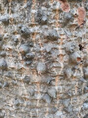 Close up bark of a tree background texture pattern, old maple wood trunk as background