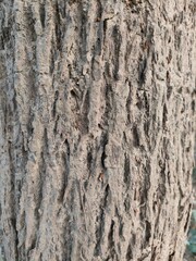 Close up bark of a tree background texture pattern, old maple wood trunk as background