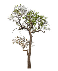 Obraz premium Tree isolated on transparent background with clipping path and alpha channel.