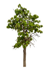 Obraz premium Green tree isolated on transparent background with clipping path and alpha channel.