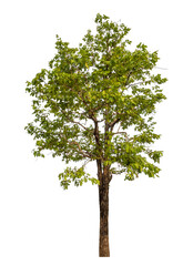 Green tree isolated on transparent background with clipping path and alpha channel.