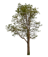 Obraz premium Tree isolated on transparent background with clipping path and alpha channel.