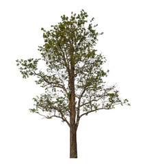 Obraz premium Tree isolated on transparent background with clipping path and alpha channel.