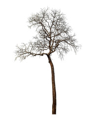 Dead tree isolated on transparent background with clipping path and alpha channel.