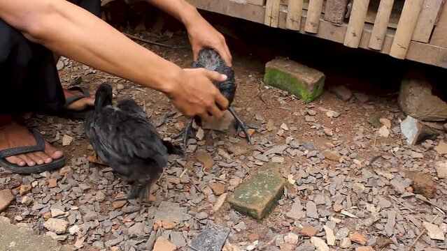 chicken cemani or Gallus gallus domesticus in traditional farms. This chicken comes from Java, Indonesia which has all parts of its body are solid black.
