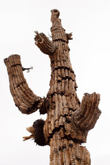 Remains of dead Saguaro cactus
