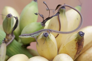 A long-tailed grass lizard is hunting for prey in banana fruit bunches. This long-tailed reptile...