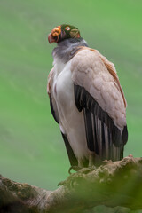 King vultures are one of the largest New World vultures, second only to condors