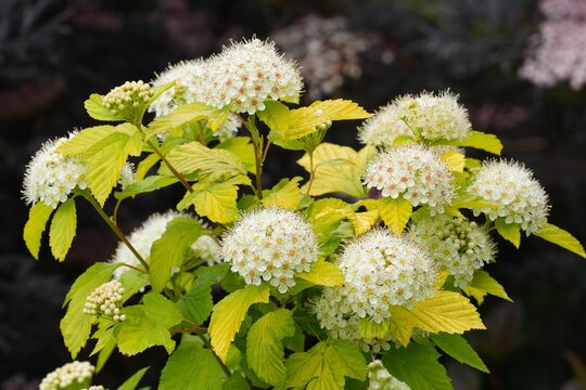 Closeup on the North-American white blossoming Ninebark, Physocarpus opulifolius in the garden
