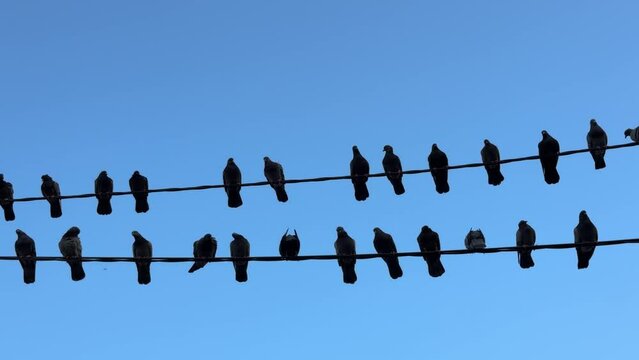 Shot of pigeons staning on electic lines.