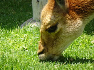 [Peru] A vicuna eating grass (Arequipa)
