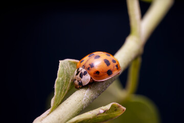 Harmonia axyridis in the wild state