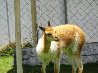 [Peru] A vicuna walking on the lawn (Arequipa)