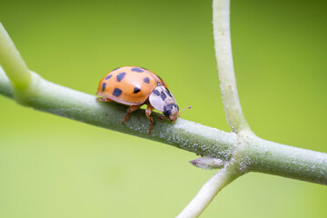 Harmonia axyridis in the wild state