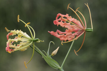 The beauty of a  flame lily (Gloriosa superba) in full bloom. This beautiful flower that seems...