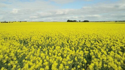 Drone Flying Over Canola Rapeseed Crop Field Paddock Birdseye View - Powered by Adobe