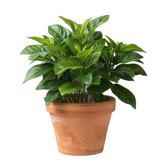Obraz premium Lone potted plant in front of white background. Botanical decor concept