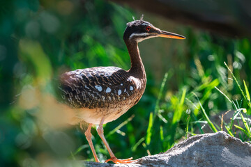Sunbitterns mainly walk, but when they do fly, it is a graceful movement with slow wing beats.