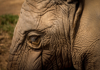 Close up of they eye of an African savanna baby elephant showing skin texture.