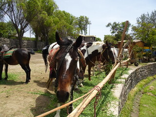 [Peru] Horses eating grass (Arequipa)