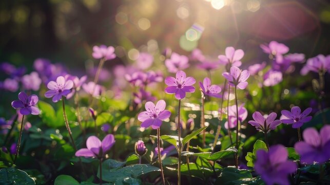 Purple flowers of katakuri soaking up the spring sun