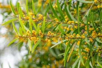 flowering Acacia confusa,ayangile, small Philippine acacia, Formosa acacia (Taiwan acacia), Philippine Wattle, and Formosan koa.  Tantalus Lookout - Puu Ualakaa State Park， oahu hawaii
