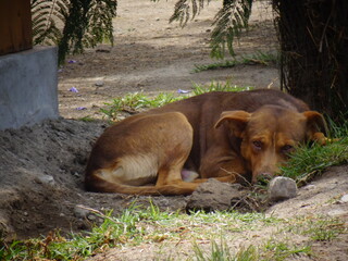 [Peru] Brown stray dog sleeping on the soil (Arequipa)