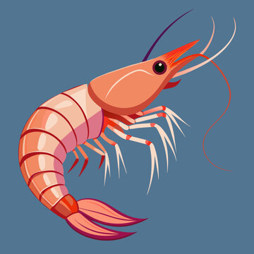 orange shrimp on blue background clip art preview